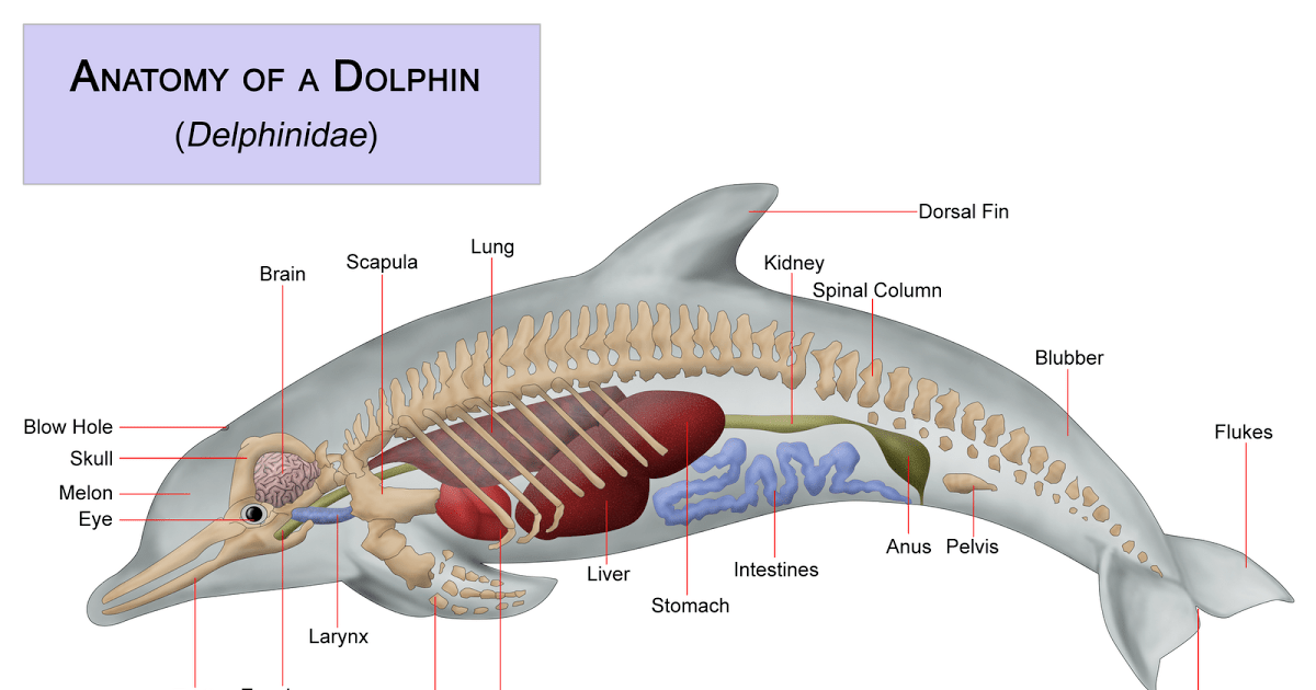 dolphin_anatomy
